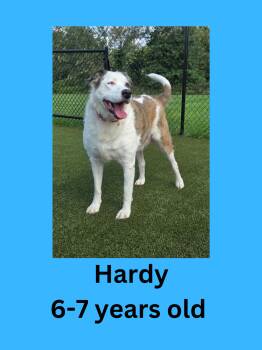 Hardy -  Labrador Retriever Dog for Adoption in Ravenna, Ohio - Hardy | PetCurious
