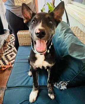 Rescue Husky and Hound Dogs for Adoption in Mount Holly, New Jersey - Monty | PetCurious