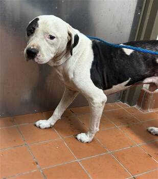 A884994 -  Pit Bull Terrier Dog for Adoption in Camarillo, California - A884994 | PetCurious