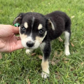 Labrador Retriever and Australian Kelpie Dogs Available for Adoption in Harlingen, Texas - Jadep | PetCurious