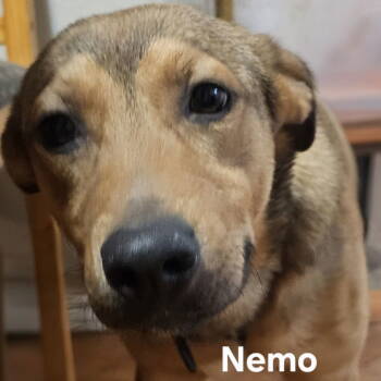 Rescue Terrier Dogs for Adoption in Dallas, Texas - Nemo | PetCurious
