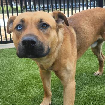 Shaggy -  Labrador Retriever and Husky Dog for Adoption in Greenville, South Carolina - Shaggy | PetCurious