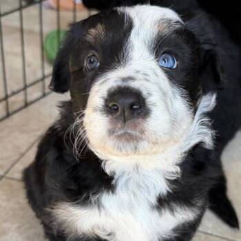Robin -  Shepherd and Border Collie Dog for Adoption in Larkfield-wikiup, California - Robin | PetCurious