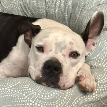 Rescue American Staffordshire Terrier Dogs for Adoption in Tunica, Mississippi - George | PetCurious