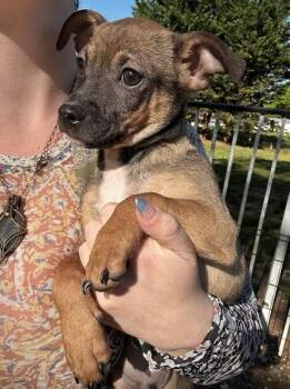 Chihuahua and Mixed Breed Dogs Available for Adoption in Wilkesboro, North Carolina - Twinkie | PetCurious