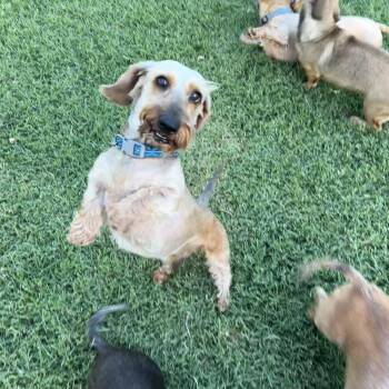 Ringo -  Wirehaired Dachshund Dog for Adoption in Chickasha, Oklahoma - Ringo | PetCurious