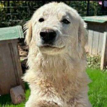 Lainey -  Great Pyrenees Dog for Adoption in Buffalo, Minnesota - Lainey | PetCurious
