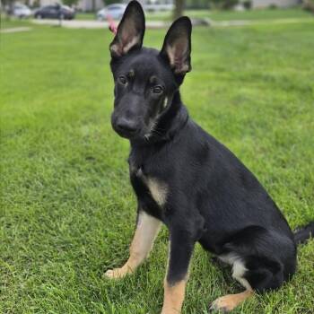 Rocky -  German Shepherd Dog Dog for Adoption in Cincinnati, Ohio - Rocky | PetCurious