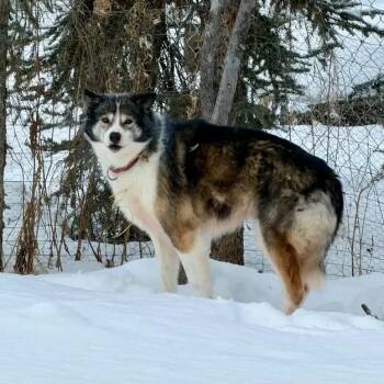 Husky Dogs Available for Adoption - Aspen | PetCurious