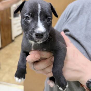 Eddy-4983 -  Mixed Breed Dog for Adoption in Tyler, Texas - Eddy-4983 | PetCurious