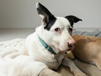MaxyMoo -  Australian Cattle Dog Blue Heeler Dog for Adoption in Fort Pierce, Florida - MaxyMoo | PetCurious
