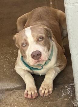GIZMO -  Mixed Breed Dog for Adoption in Fernandina Beach, Florida - GIZMO | PetCurious