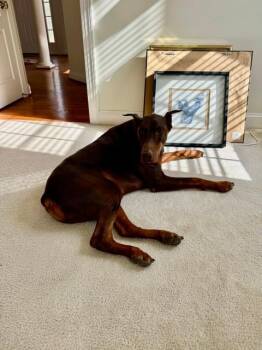 Doberman Pinscher Dogs Available for Adoption in Fleetwood, Pennsylvania - Rocko | PetCurious