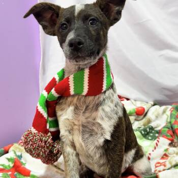 Rescue Australian Cattle Dog Blue Heeler Dogs for Adoption in Nahunta, Georgia - POLLYANNA | PetCurious