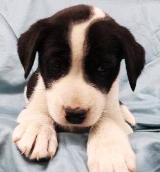 Froodle -  Shepherd Dog for Adoption in Thief River Falls, Minnesota - Froodle | PetCurious