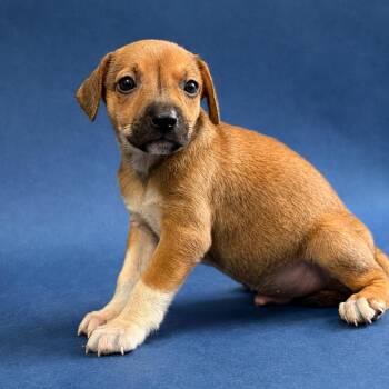 Lagoon -  Beagle Dog for Adoption in Hughesville, Maryland - Lagoon | PetCurious