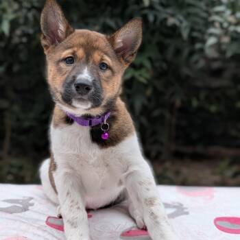 Shiba Inu and Australian Cattle Dog Blue Heeler Dogs Available for Adoption - Chicky 02-2531 | PetCurious