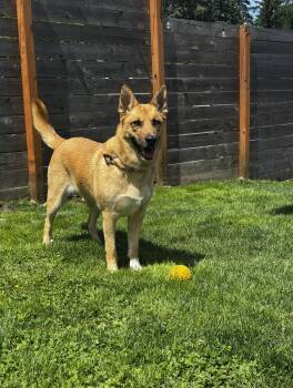 Sloane -  German Shepherd Dog Dog for Adoption in Bellevue, Washington - Sloane | PetCurious