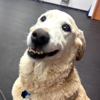 Yellow Labrador Retriever Dogs Available for Adoption - Bella | PetCurious