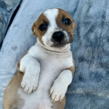 Mixed Breed Dogs Available for Adoption - Butter  | PetCurious