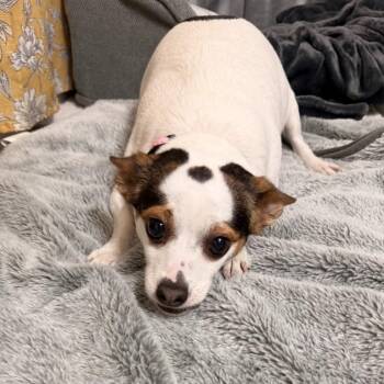 Libby -  Rat Terrier Dog for Adoption in Mansfield, Texas - Libby | PetCurious