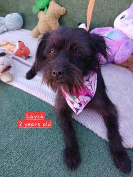 Schnauzer Dogs Available for Adoption - Layca | PetCurious