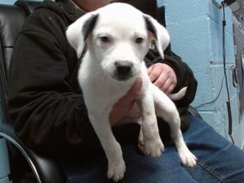 Pointer and Mixed Breed Dogs Available for Adoption - CLARICE | PetCurious