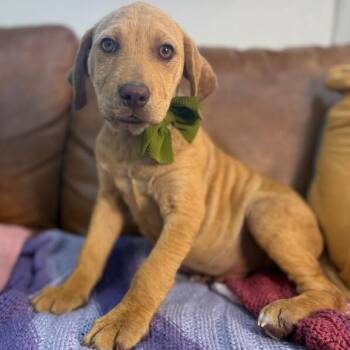 Dogwood Gyn -  Pit Bull Terrier and Hound Dog for Adoption in Friendswood, Texas - Dogwood Gyn | PetCurious
