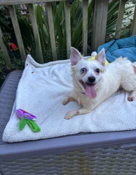 B-Dubs -  Chihuahua Dog for Adoption - B-Dubs | PetCurious