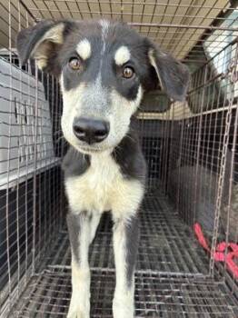 Gigi Glitter -  Siberian Husky and Mixed Breed Dog for Adoption in Fresno, California - Gigi Glitter | PetCurious