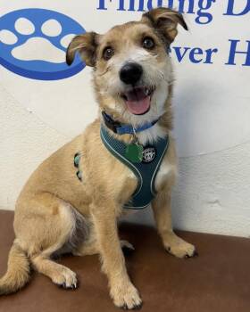 Rescue Terrier and Australian Shepherd Dogs for Adoption in Las Vegas, Nevada - Princess
