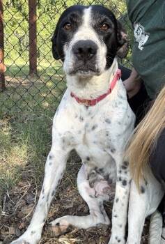 Matilda -  German Shorthaired Pointer and Mixed Breed Dog for Adoption in Palm Coast, Florida - Matilda | PetCurious