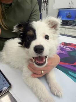 Border Collie Dogs Available for Adoption in Germantown, Ohio - Daisey Mae | PetCurious