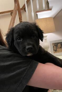 Catahoula Leopard Dog and Mastiff Dogs Available for Adoption in Union Grove, Wisconsin - Molly | PetCurious