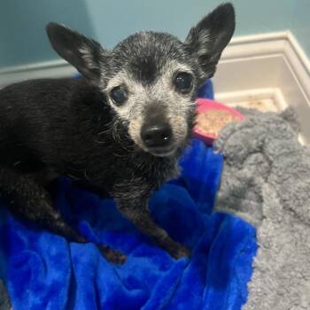 Smudge -  Chihuahua Dog for Adoption in Farmersville, Ohio - Smudge | PetCurious