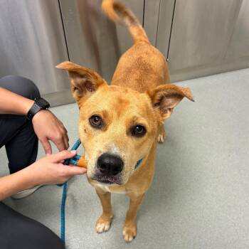 Callahan -  Terrier and Mixed Breed Dog for Adoption in Abilene, Texas - Callahan | PetCurious