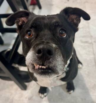 Rescue Staffordshire Bull Terrier and Mixed Breed Dogs for Adoption in Franklin, New Jersey - BellaRosa | PetCurious