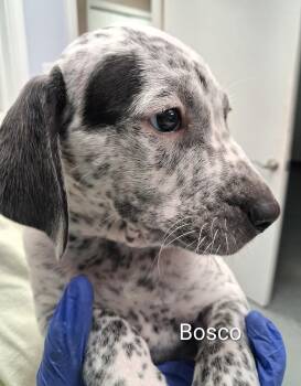 Bosco -  Pointer and Bluetick Coonhound Dog for Adoption in Maynardville, Tennessee - Bosco | PetCurious