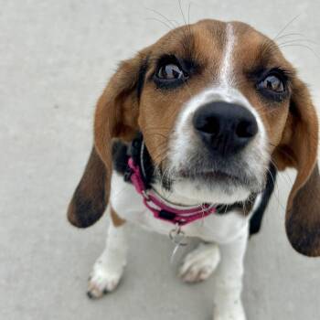 Buttercup -  Beagle Dog for Adoption in Matteson, Illinois - Buttercup | PetCurious