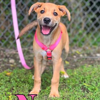 Nova -  Black Mouth Cur and German Shepherd Dog Dog for Adoption in Madisonville, Texas - Nova | PetCurious