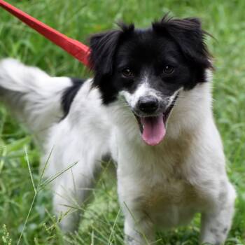 Jack & Jill -  Border Collie and Australian Shepherd Dog for Adoption in Wharton, Texas - Jack & Jill | PetCurious