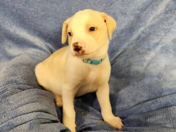 Pit Bull Terrier Dogs Available for Adoption - Atticus | PetCurious