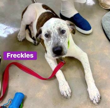 Freckles -  Pointer and Catahoula Leopard Dog Dog for Adoption in Alexander, Arkansas - Freckles | PetCurious