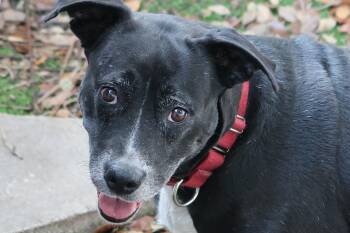 Minky Perfect. Just Perfect -  Labrador Retriever Dog for Adoption in St. Petersburg, Florida - Minky Perfect. Just Perfect | PetCurious