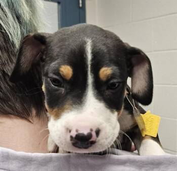 Pit Bull Terrier and Mixed Breed Dogs Available for Adoption - BISCOFF | PetCurious