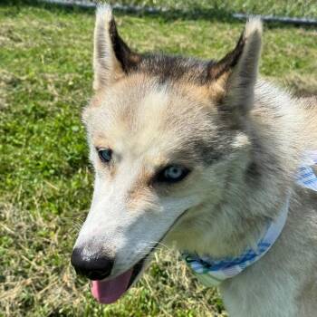 Naji -  Husky Dog for Adoption in Milford, Iowa - Naji | PetCurious