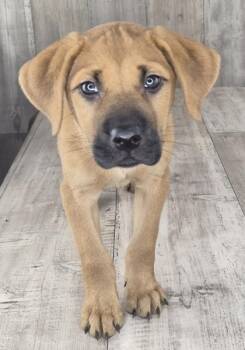 Sparky -  Retriever and Mixed Breed Dog for Adoption in Shreveport, Louisiana - Sparky | PetCurious
