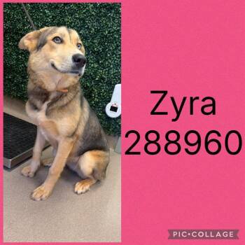 ZYRA -  Siberian Husky and Mixed Breed Dog for Adoption in Macon, Georgia - ZYRA | PetCurious