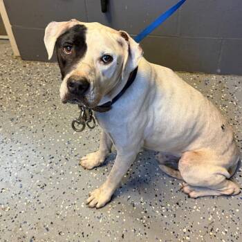 TUSC-Stray-85855 -  Pit Bull Terrier and Mixed Breed Dog for Adoption in Tuscaloosa, Alabama - TUSC-Stray-85855 | PetCurious
