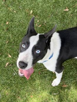 Calypso - 1 -  Siberian Husky and Pit Bull Terrier Dog for Adoption in Daytona Beach, Florida - Calypso - 1 | PetCurious